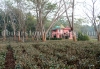 Lataguri Resort within tea garden