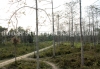 Forest around Notunpara resort