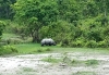 Rhino at water hole opposite Natunpara resort