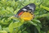 Butterfly at Dalgaon