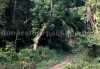 rajabhatkhawa-forest
