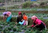 Samsing homestay strawberry farming