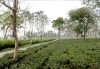 samsing-tea-garden