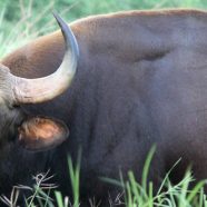 Buxa Tiger Reserve
