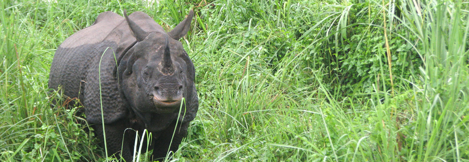 Jaldapara National Park