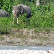 Gorumara National Park