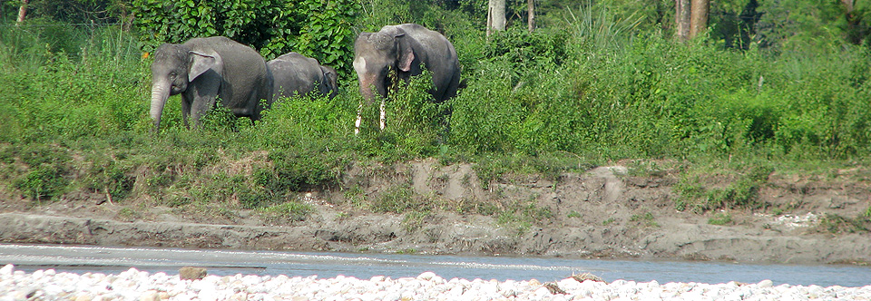 Gorumara National Park